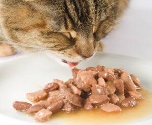 В каком типе влажного корма для кошек больше всего мяса?