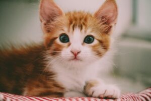 Какие жидкие корма для кошек рекомендуют ветеринары при проблемах с пищеварением?